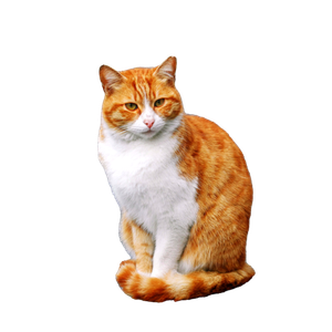Charming Ginger Cat With White Fur Sitting On A Street Pole In An Urban Setting. 14454 - Cat PNG image with transparent background